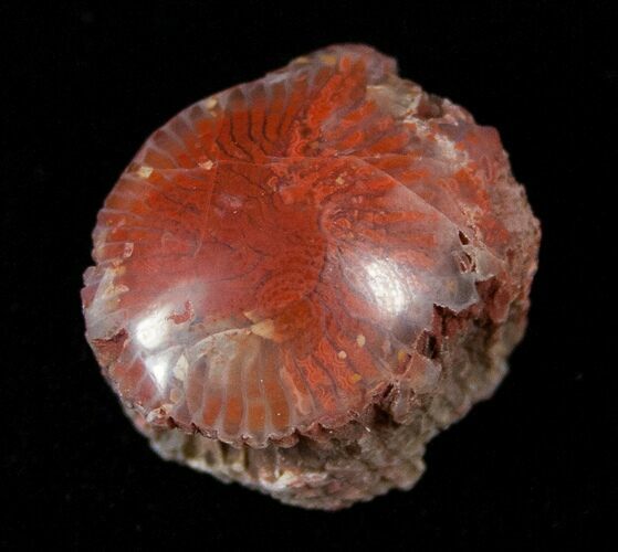 Pennsylvanian Aged Red Agatized Horn Coral - Utah #15240